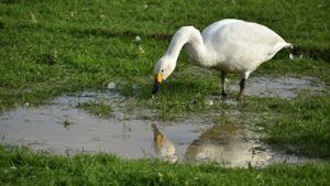 Needs_Aeration_Puddles_In_The_Grass_NC