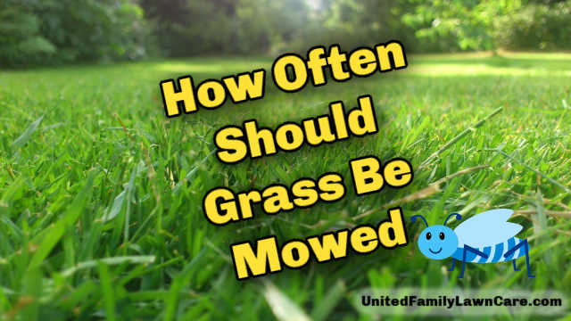 How Often Should Grass Be Mowed